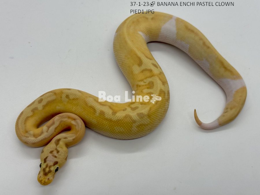 BANANA ENCHI PASTEL CLOWN PIED